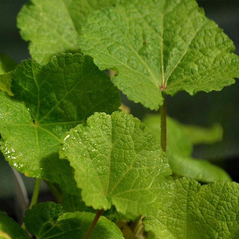 Alcea rosea Nigra - Gewöhnliche Stockrose (Foliage)