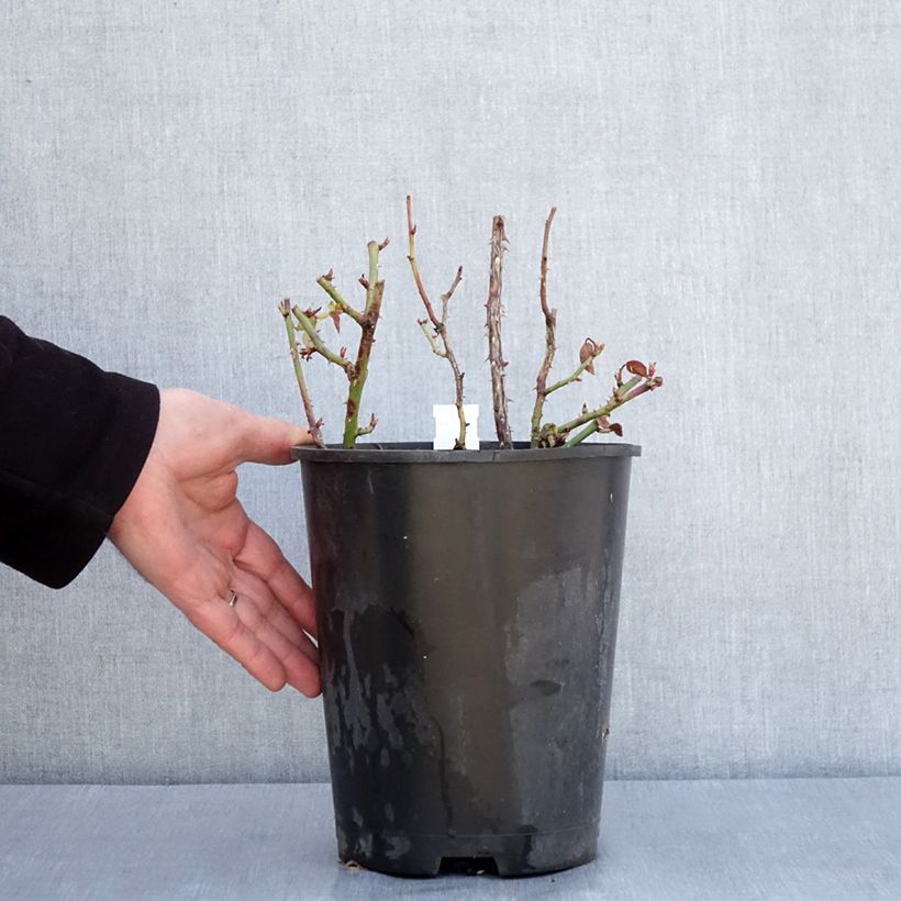 Exemplar von Rosier à fleurs groupées Yellow MEILOVE ® (ANNY DUPEREY ® Meitongas) Pot de 4L/5L wie im Winter geliefert