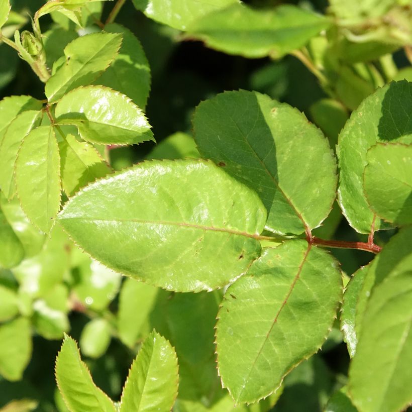 Rosa Anny Duperey - Beetrose (Foliage)