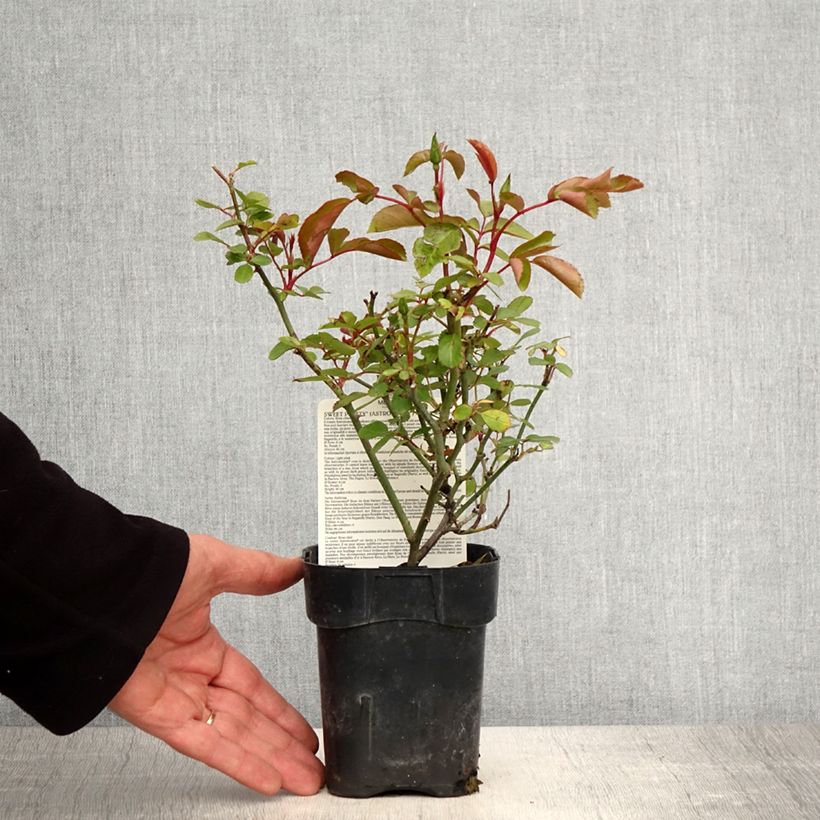 Example of Rosa Astronomia Meillandécor - Beetrose Topf 10 cm/11cm as you get in printemps