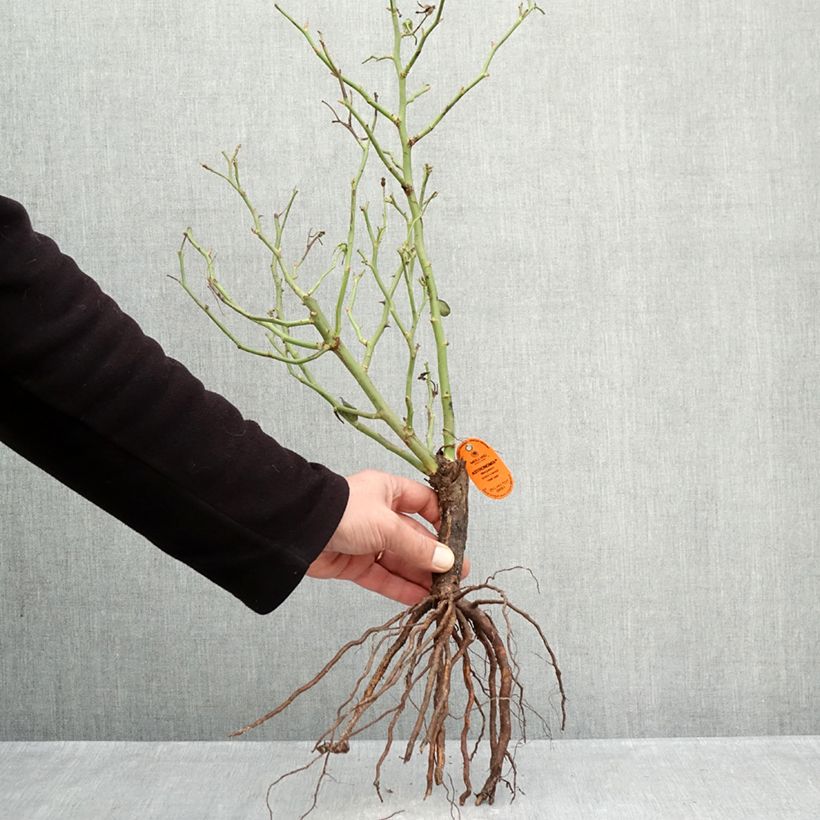 Example of Rosa Astronomia Meillandécor - Beetrose Wurzelnackt as you get in hiver