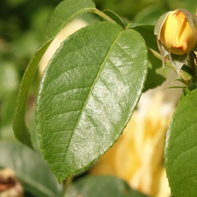 Rosa Bernstein Rose Taneitber - Beetrose (Laub)