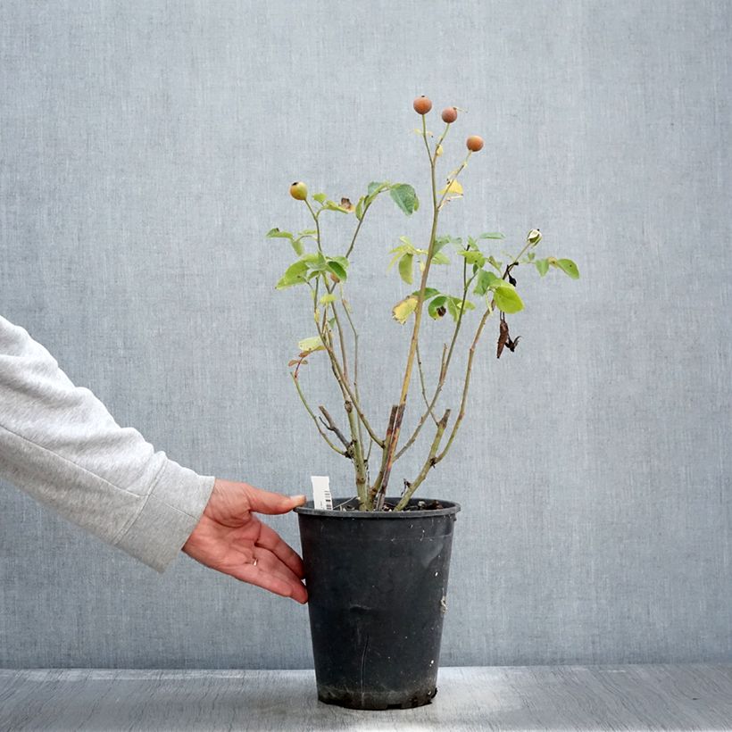 Exemplar von Rosier à fleurs groupées Bluebell Pot de 4L/5L wie im Herbst geliefert