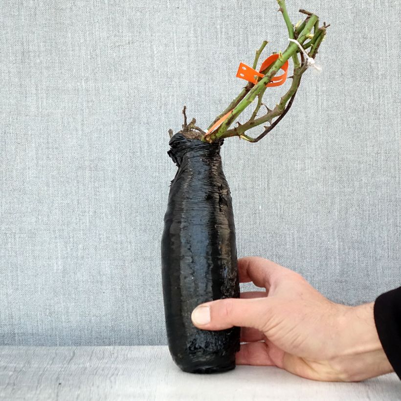 Exemplar von Rosa Botticelli - Beetrose Wurzelnackt in Beutel wie im Winter geliefert