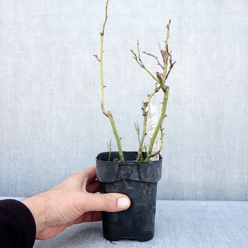Exemplar von Rosa Botticelli - Beetrose Topf 10 cm/11cm wie im Herbst geliefert