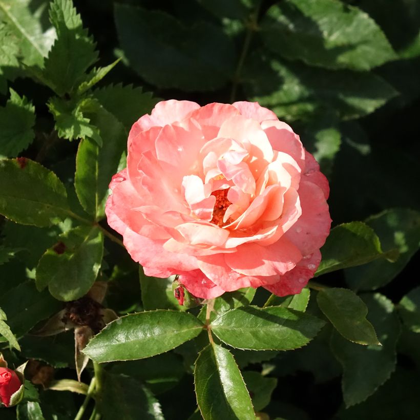 Rosa Botticelli - Beetrose (Blüte)