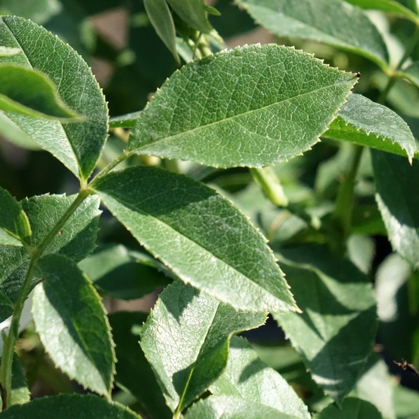 Rosa Carte Blanche - Beetrose (Foliage)