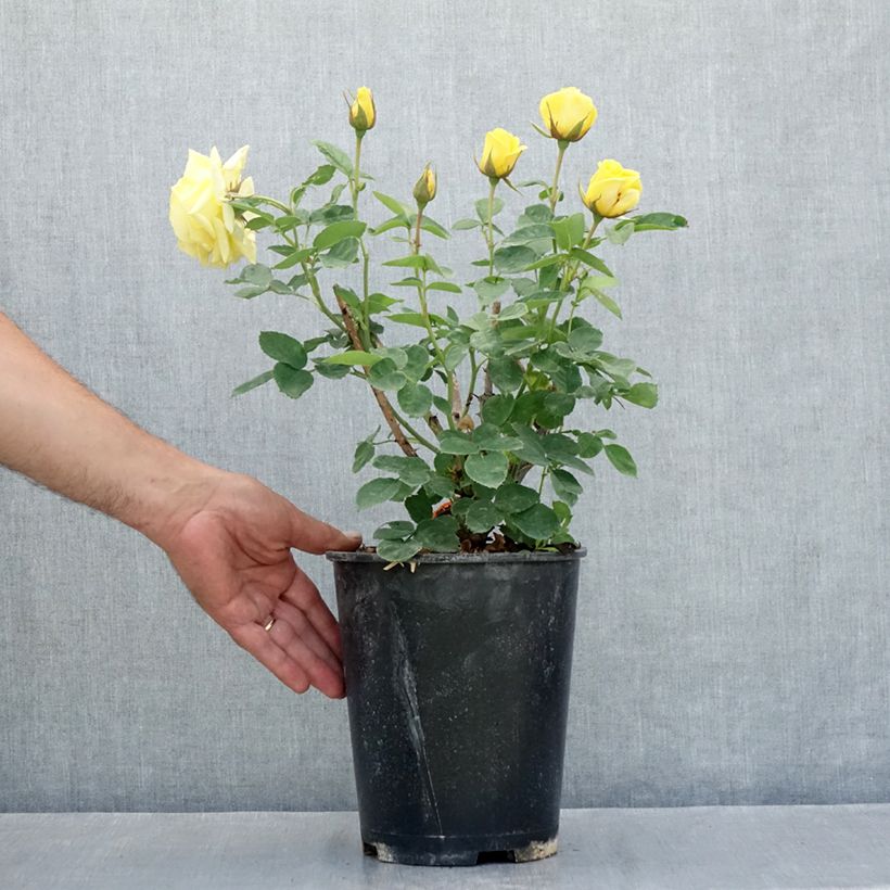 Example of Rosa Carte d'Or - Beetrose Topf mit 4L/5L as you get in ete