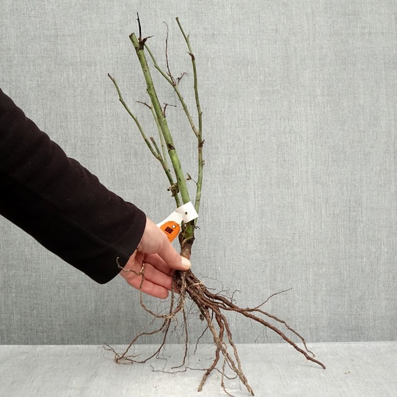 Example of Rosa Carte d'Or - Beetrose Wurzelnackt as you get in hiver