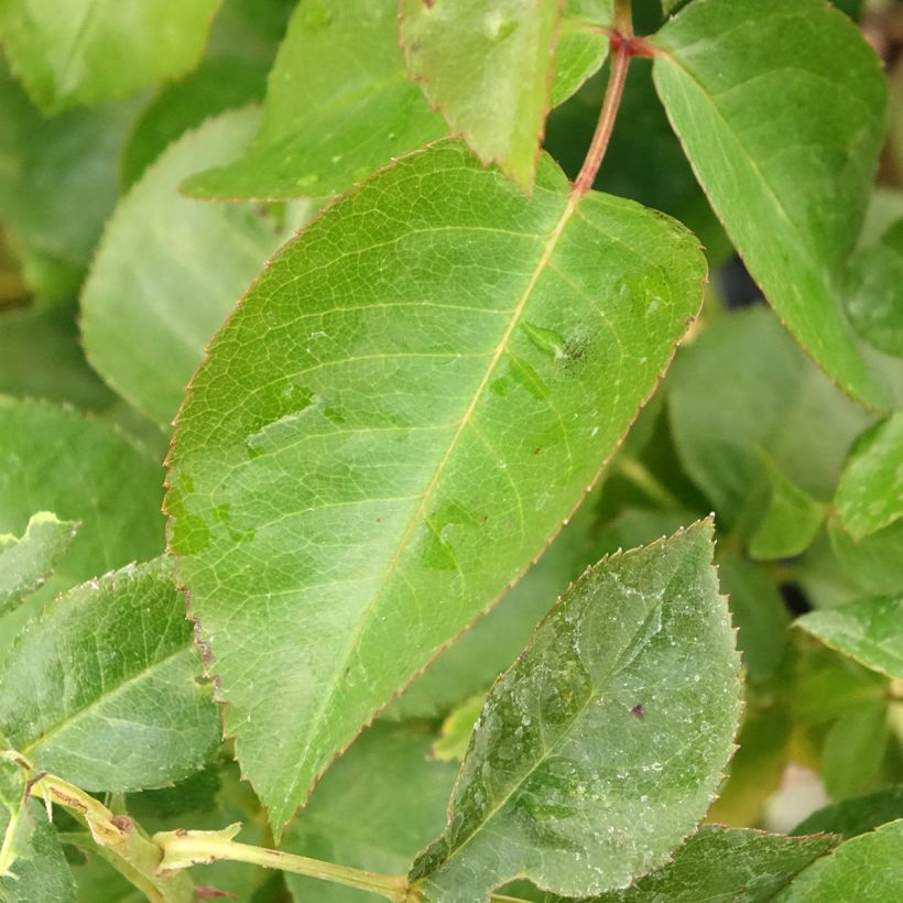 Rosa Chalon en Bourgogne - Beetrose (Foliage)