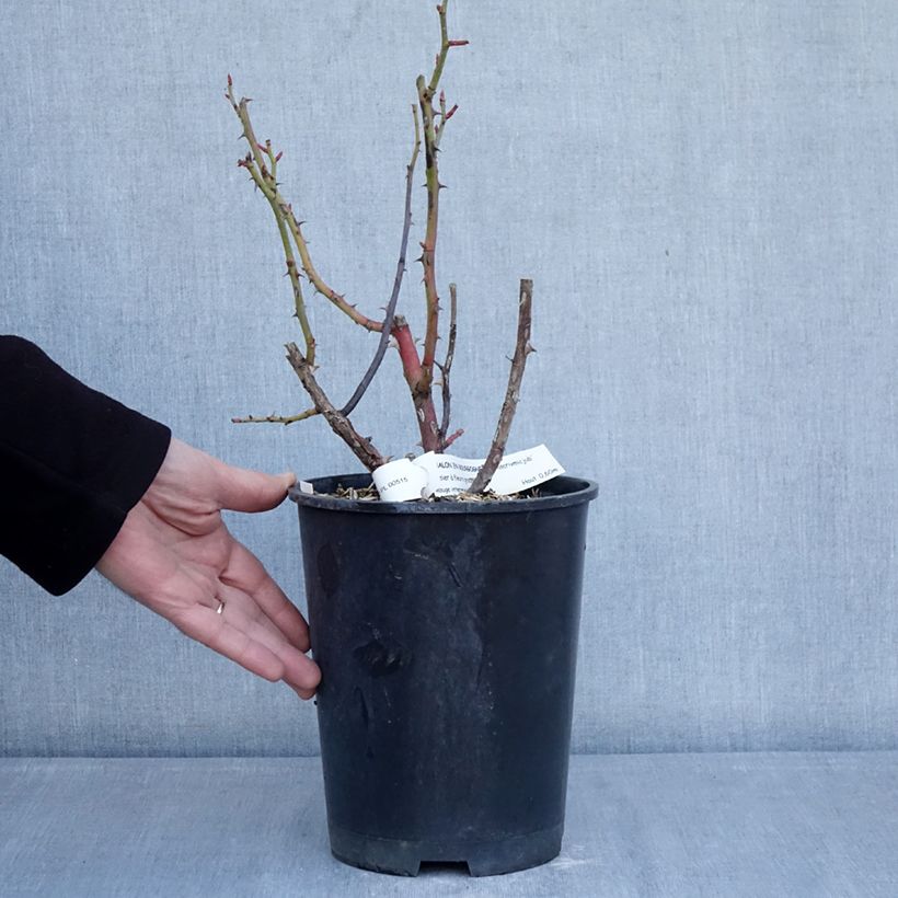 Example of Rosa Chalon en Bourgogne - Beetrose Topf mit 4L/5L as you get in hiver