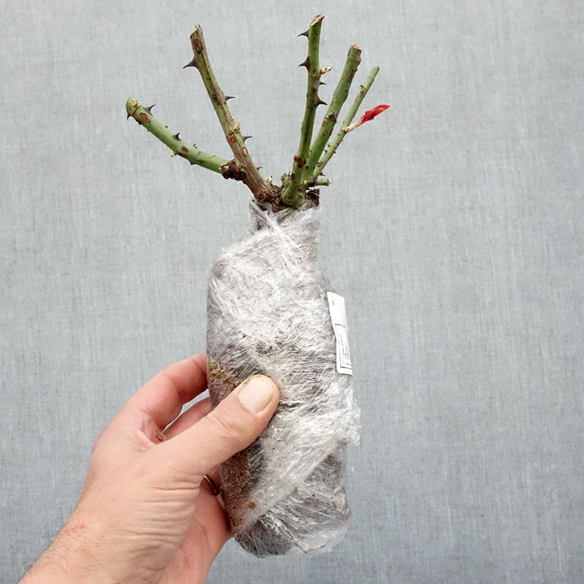 Example of Rosa Chalon en Bourgogne - Beetrose Wurzelnackt as you get in hiver