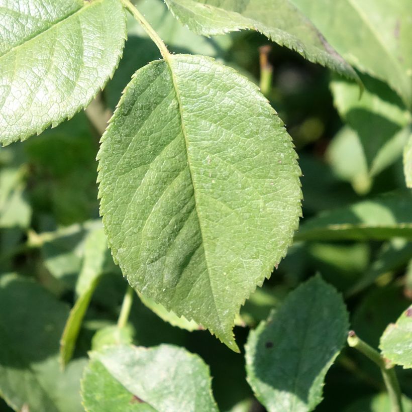 Rosa Charles Aznavour - Beetrose (Laub)