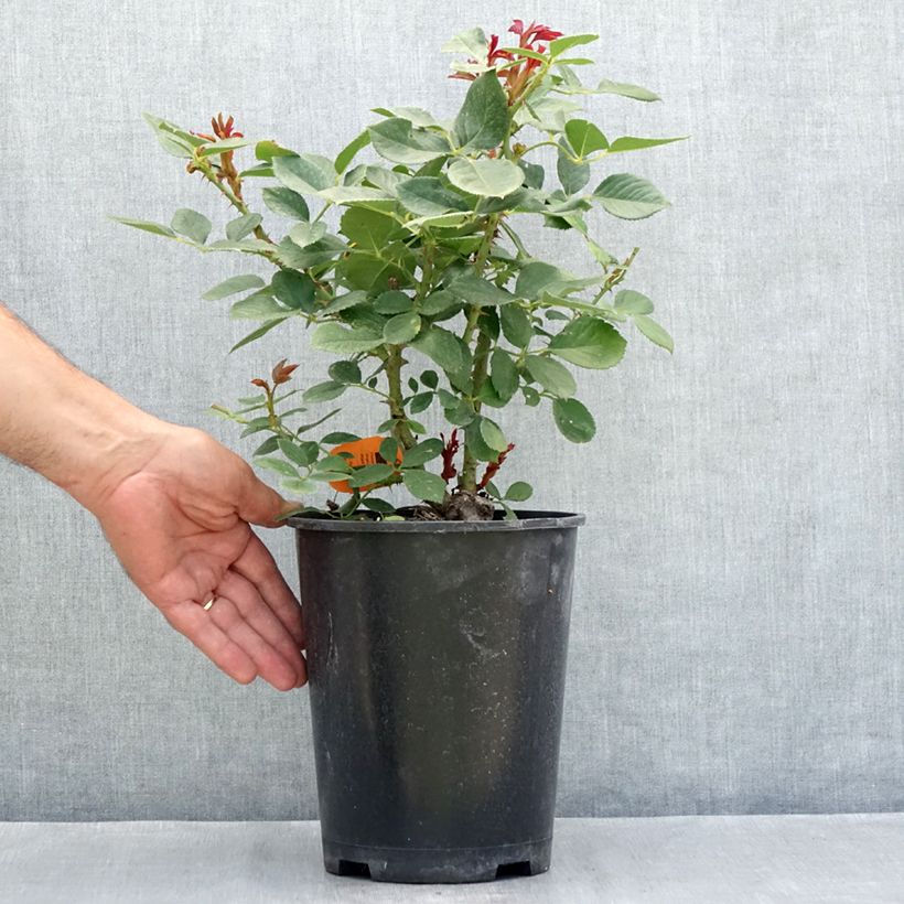 Exemplar von Rosa Charles Aznavour - Beetrose Topf mit 4L/5L wie im Sommer geliefert