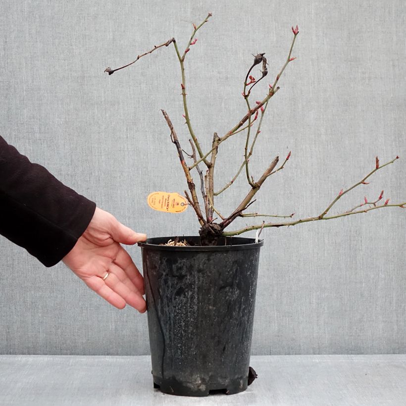 Exemplar von Rosa polyantha Cherry Bonica - Beetrose Topf mit 4L/5L wie im Winter geliefert