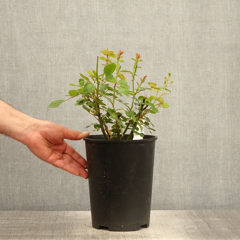 Example of Rosa moschata Comtesse André d'Oultremont VEL15mkama - Moschus-Rose Topf mit 4L/5L as you get in printemps