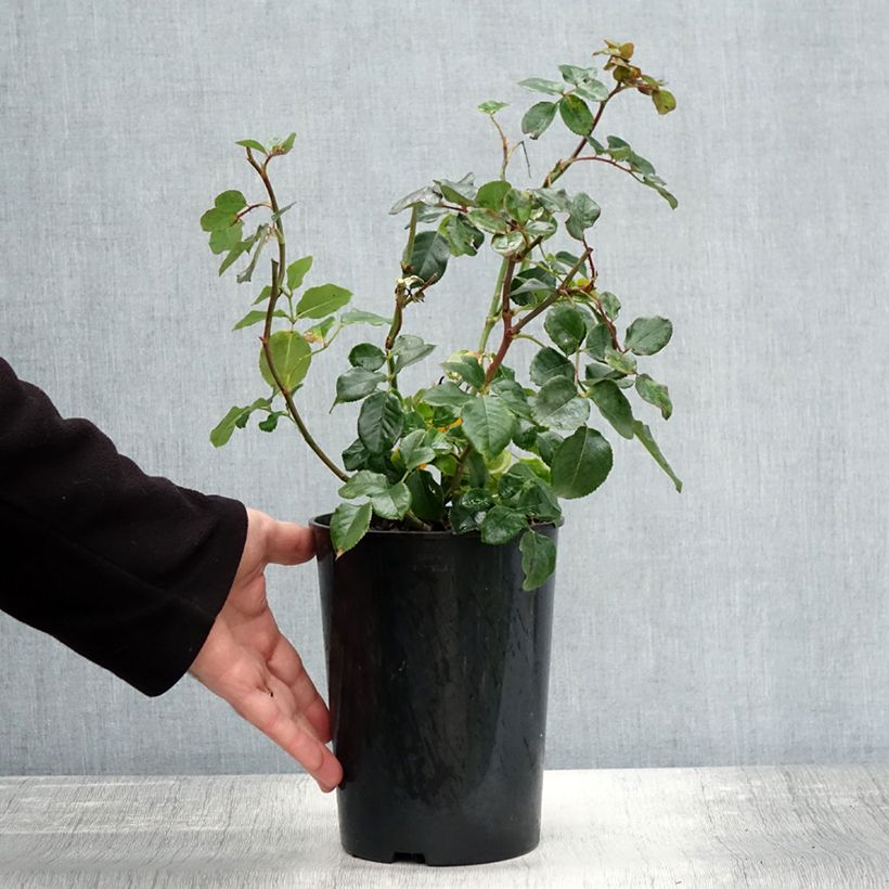 Exemplar von Rosier à fleurs groupées Coral Lions-Rose Pot de 3L/4L wie im Herbst geliefert