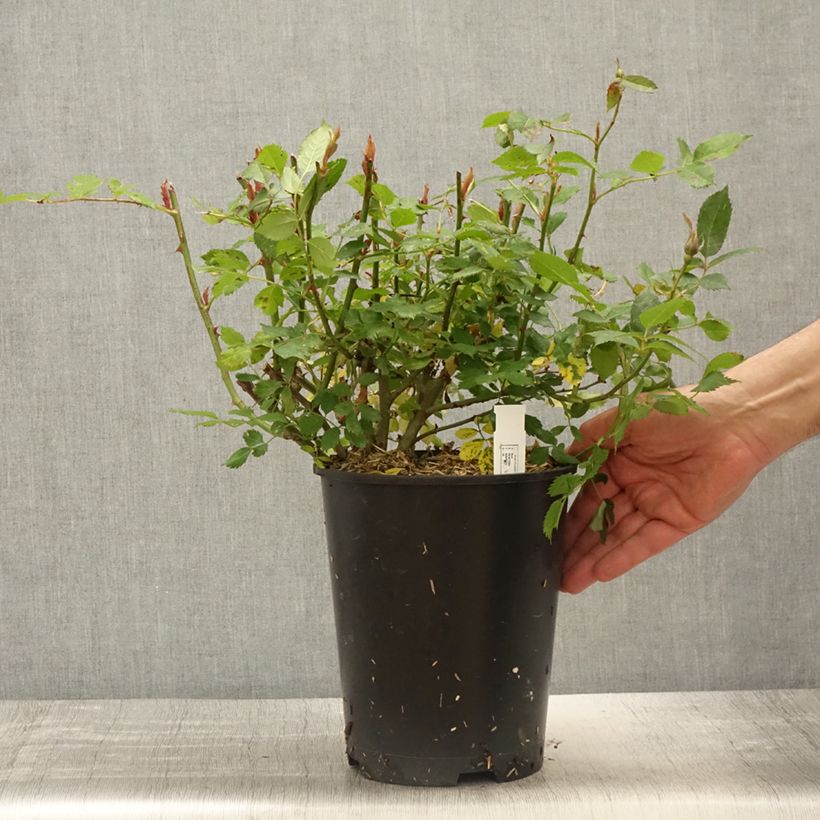 Example of Rosa Crème Chantilly 'Meiradena' - Beetrose Topf mit 4L/5L as you get in printemps