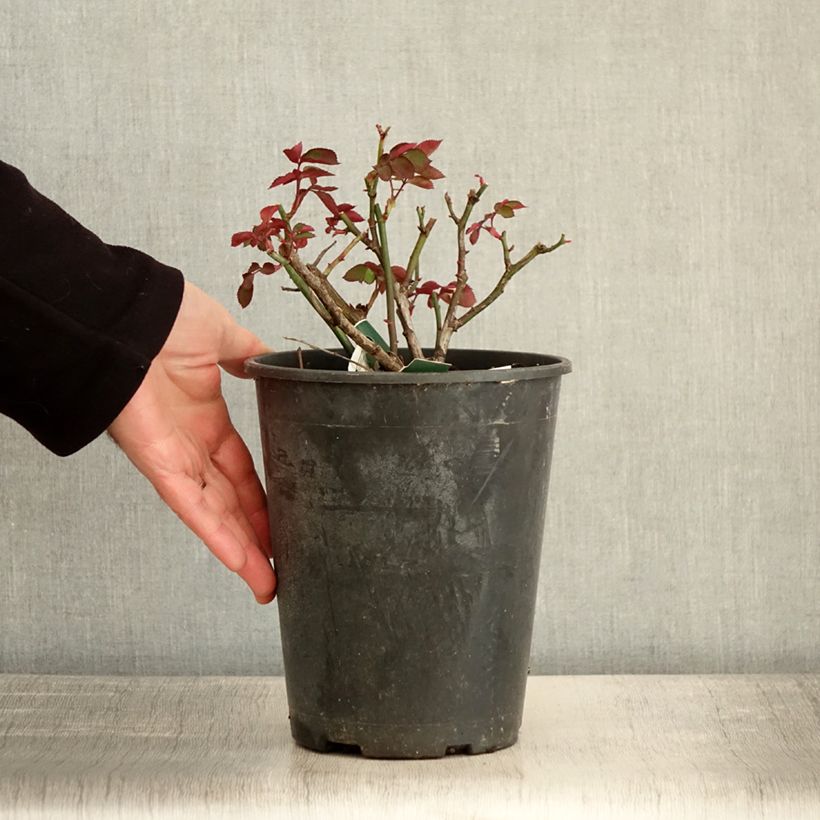 Example of Rosa Favorite - Beetrose Topf mit 4L/5L as you get in hiver