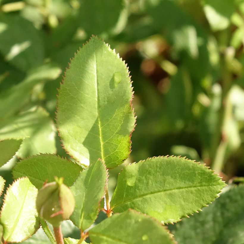 Rosa Fizzy Lady - Beetrose (Foliage)