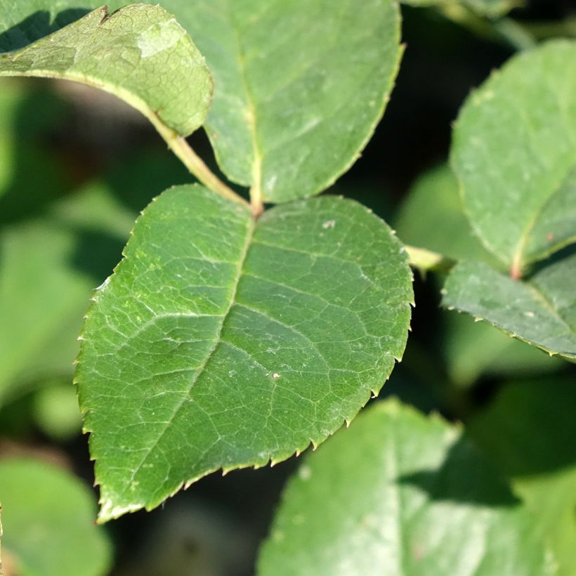 Rosa Flame Origami  - Beetrose (Laub)