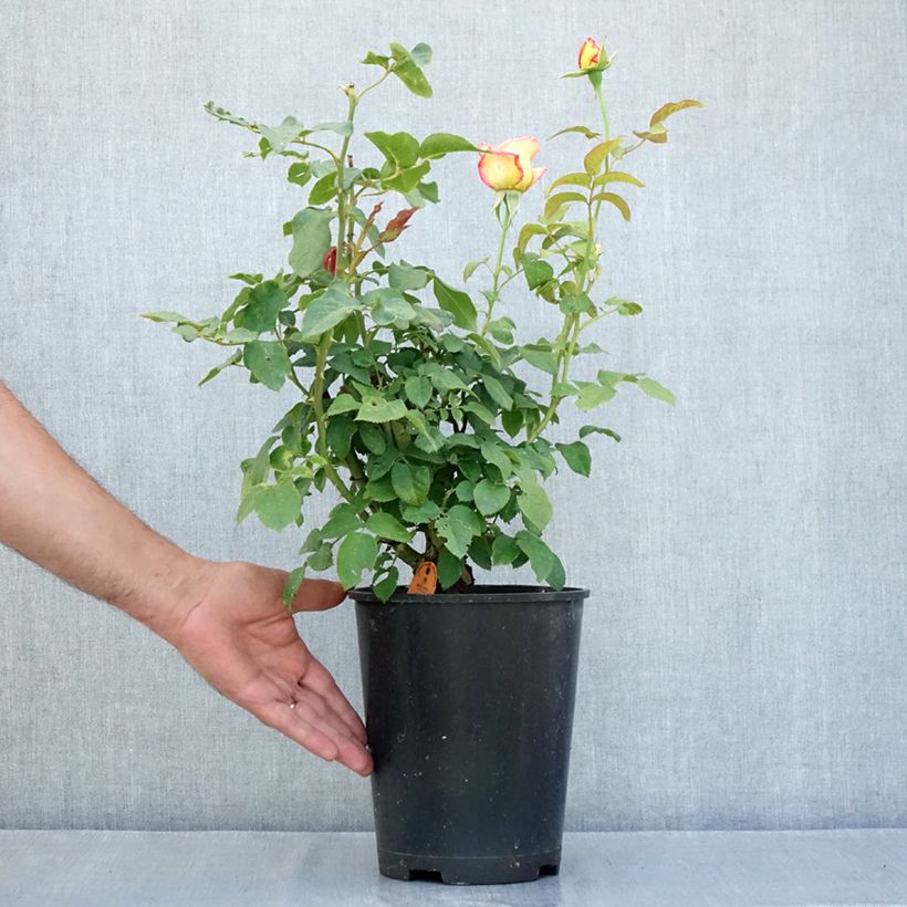 Exemplar von Rosa Flame Origami  - Beetrose Topf mit 4L/5L wie im Sommer geliefert
