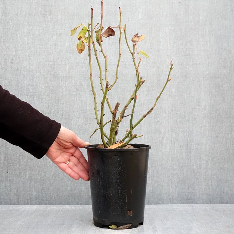 Exemplar von Rosa Flame Origami  - Beetrose Topf mit 4L/5L wie im Winter geliefert