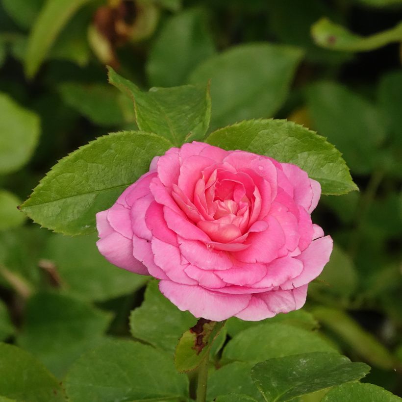 Rosa Folle Courtisane Delparfroni - Beetrose (Blüte)