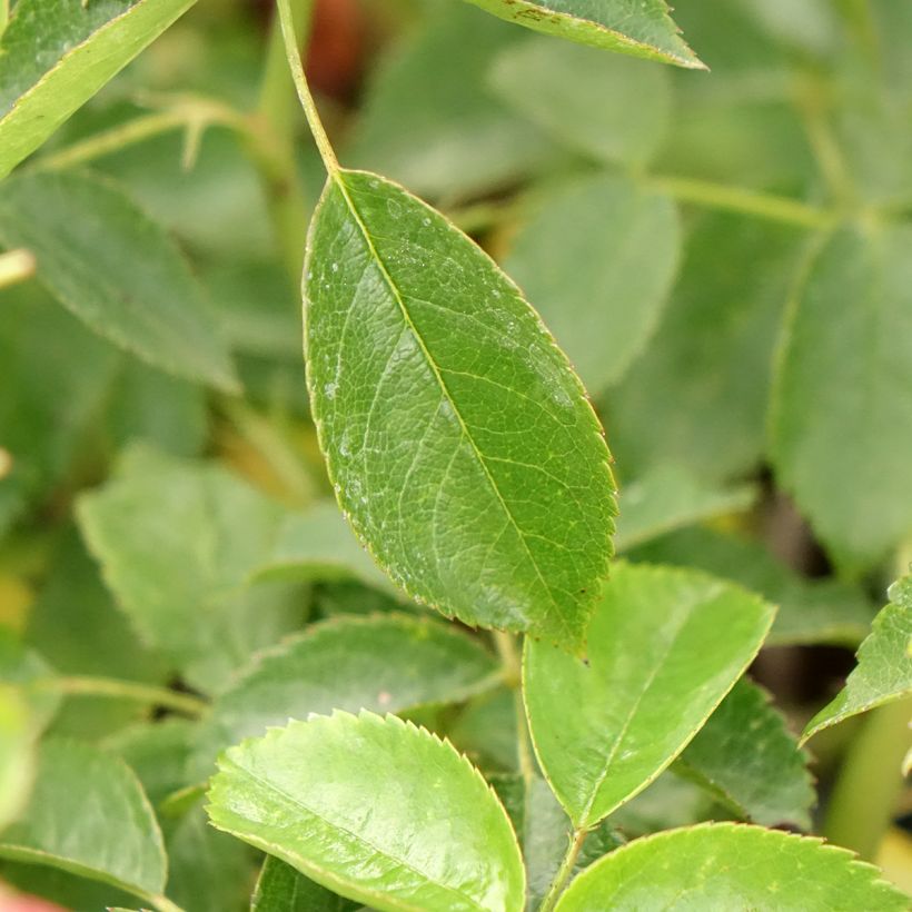 Rosa Folle Framboise - Beetrose (Laub)