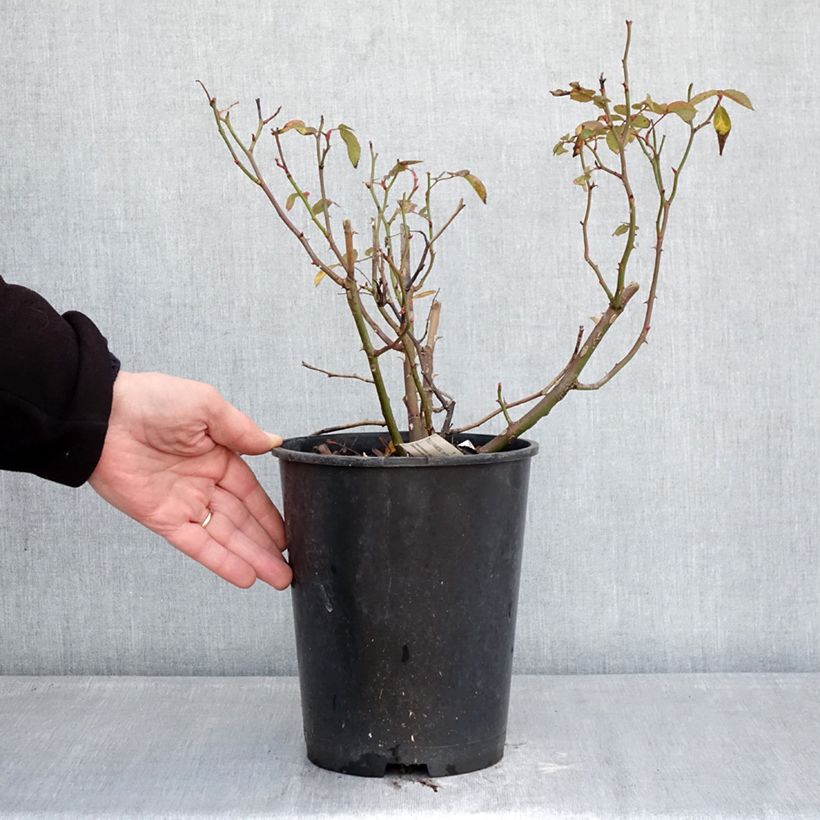 Exemplar von Rosa Folle Framboise - Beetrose Topf mit 4L/5L wie im Winter geliefert