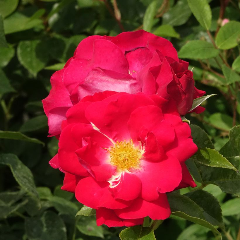 Rosa Garance VEL13fmela - Beetrose (Blüte)