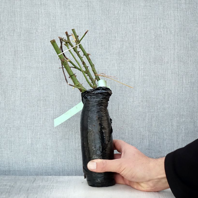 Exemplar von Rosa Garden of Roses - Beetrose Wurzelnackt in Beutel wie im Winter geliefert