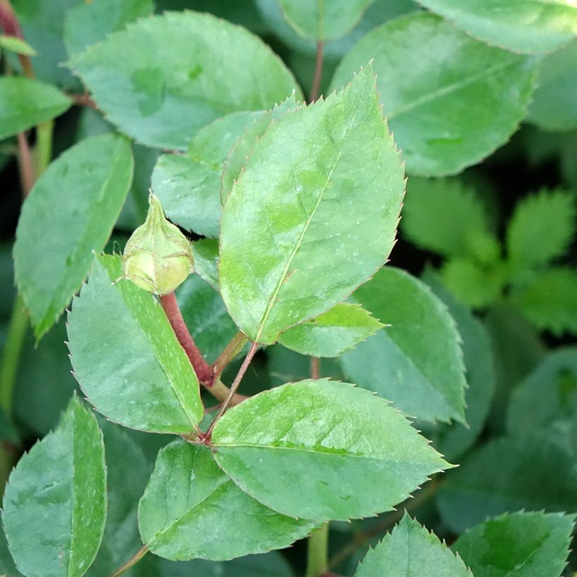 Rosa Garden of Roses - Beetrose (Laub)