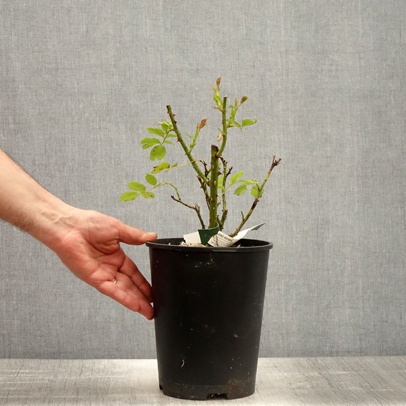 Exemplar von Rosa Greensleeves 'Harlenten' - Beetrose Topf mit 4L/5L wie im Frühjahr geliefert