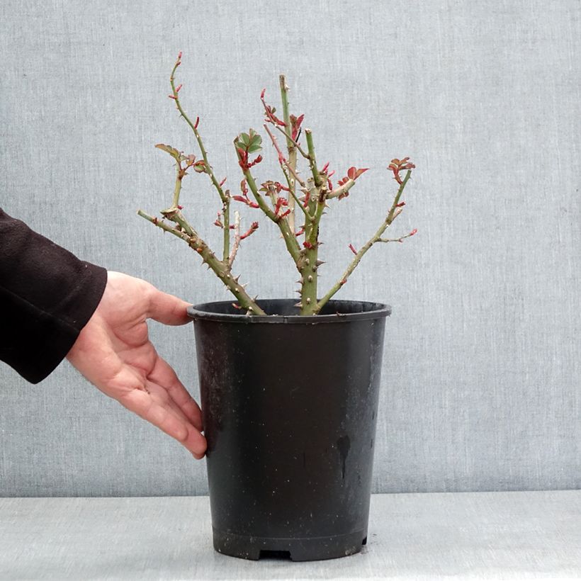 Example of Rosa Hedge Charmers - Beetrose Topf mit 4L/5L as you get in hiver