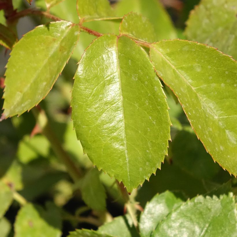 Rosa Hot Cocoa - Beetrose (Foliage)