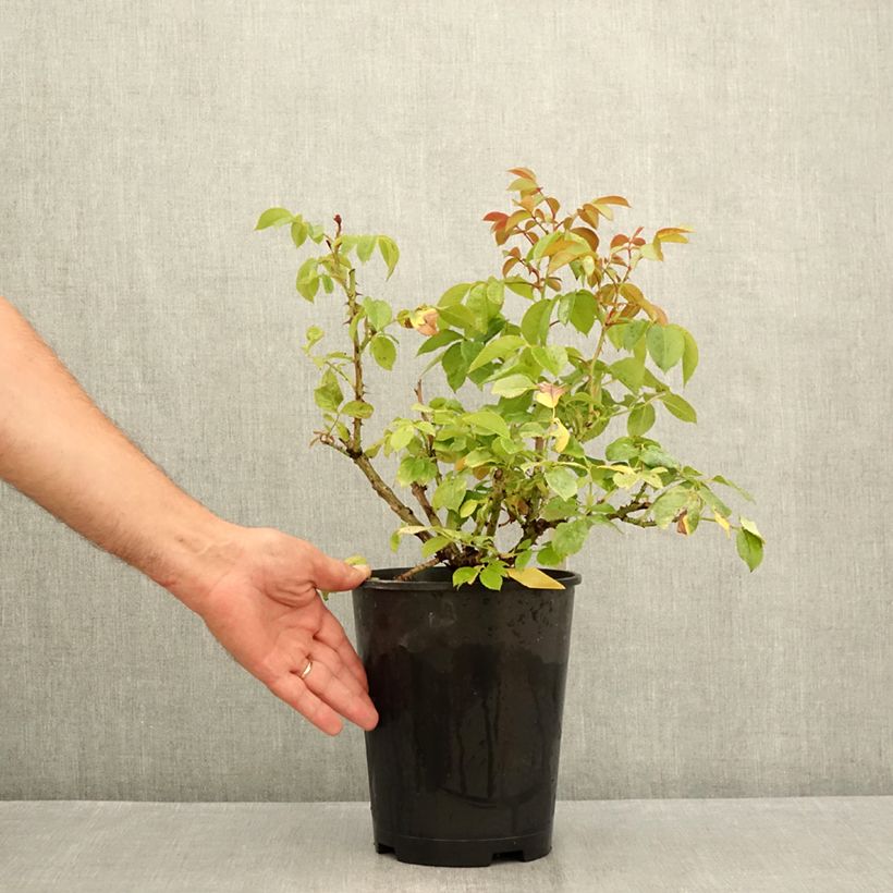 Example of Rosa Hot Cocoa - Beetrose Topf mit 4L/5L as you get in ete