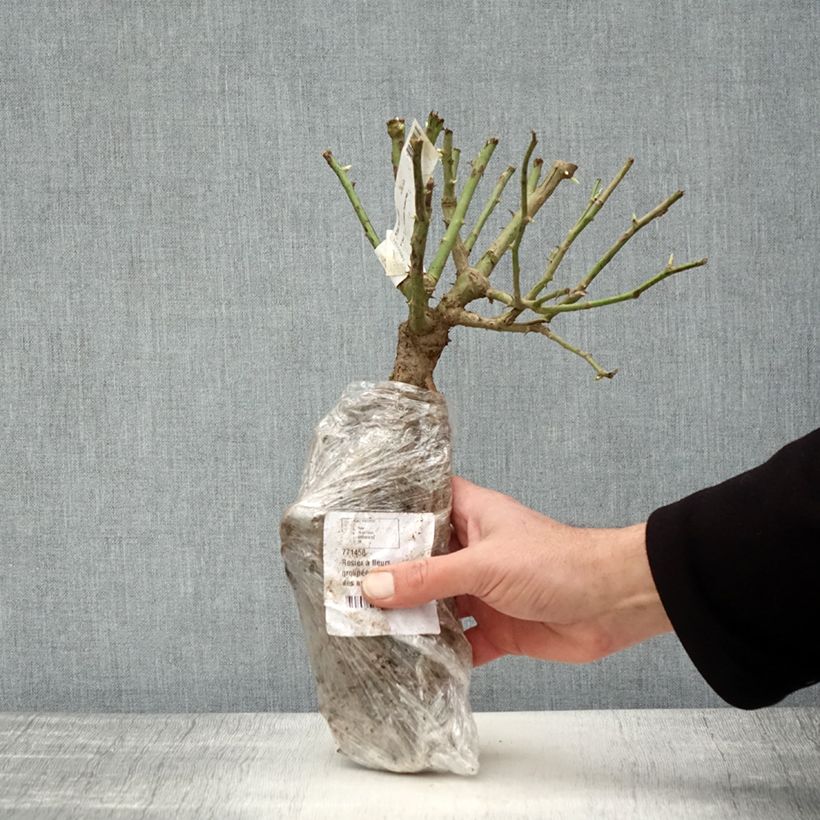 Example of Rosa Iceberg Fée des neiges - Beetrose Wurzelnackt in Beutel as you get in hiver