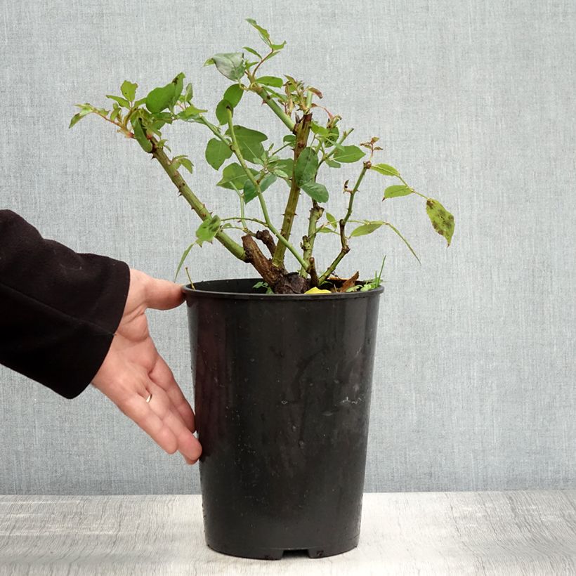 Exemplar von Rosier à fleurs groupées Iceberg (Fée des neiges) Pot de 4L/5L wie im Herbst geliefert