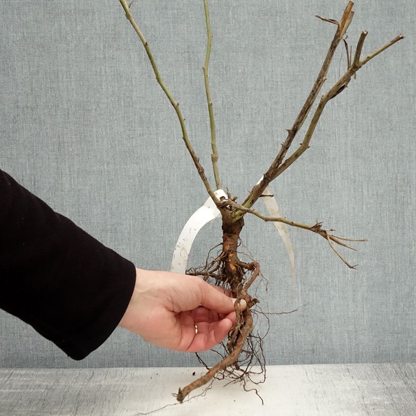 Example of Rosa Iceberg Fée des neiges - Beetrose Wurzelnackt as you get in hiver