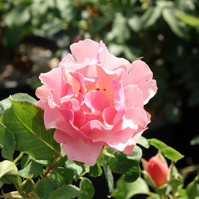 Rosa Jean Cocteau - Beetrose (Blüte)