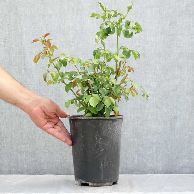 Exemplar von Rosa Jean Cocteau - Beetrose Topf mit 4L/5L wie im Sommer geliefert