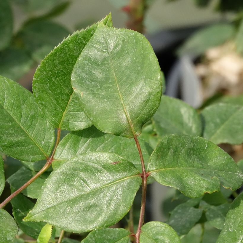 Rosa Julio Iglesias Meistemon - Beetrose (Laub)
