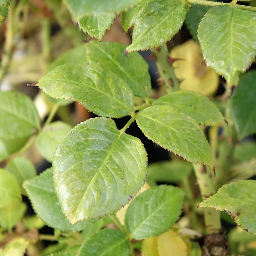 Rosa La Sauvagine Terre et Passion - Beetrose (Foliage)