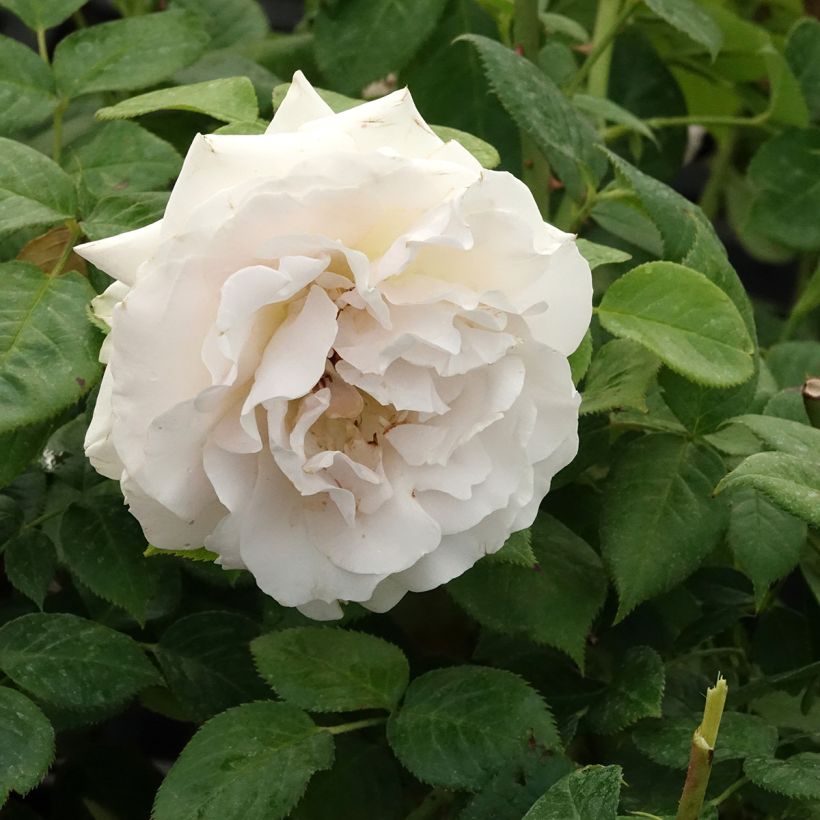 Rosa La Sauvagine Terre et Passion - Beetrose (Blüte)