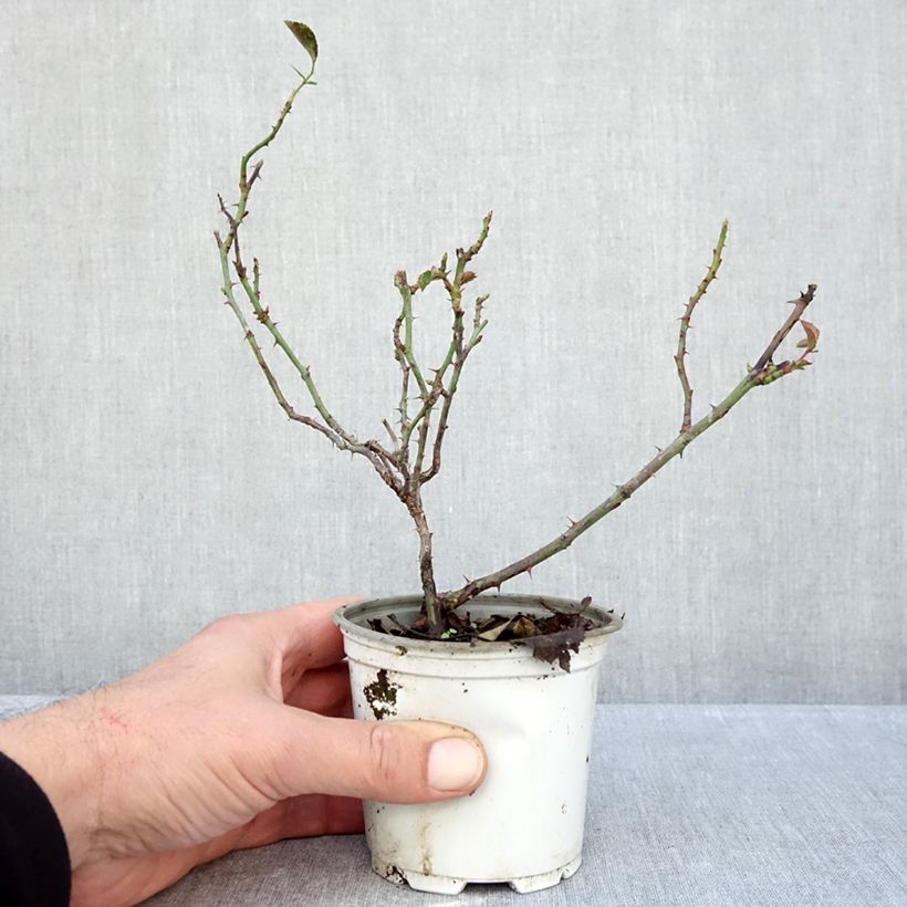 Exemplar von Rosa La Sevillana Meigekanu - Beetrose Topf 10 cm/11cm wie im Herbst geliefert