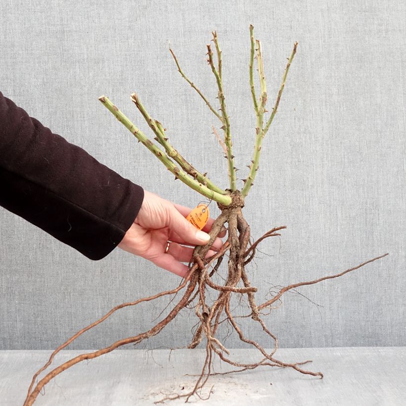 Exemplar von Rosa La Sevillana Meigekanu - Beetrose Wurzelnackt wie im Winter geliefert