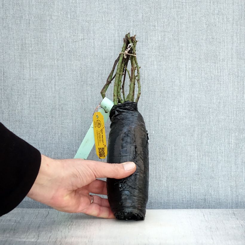 Example of Rosa Lili Marleen - Beetrose Wurzelnackt as you get in hiver