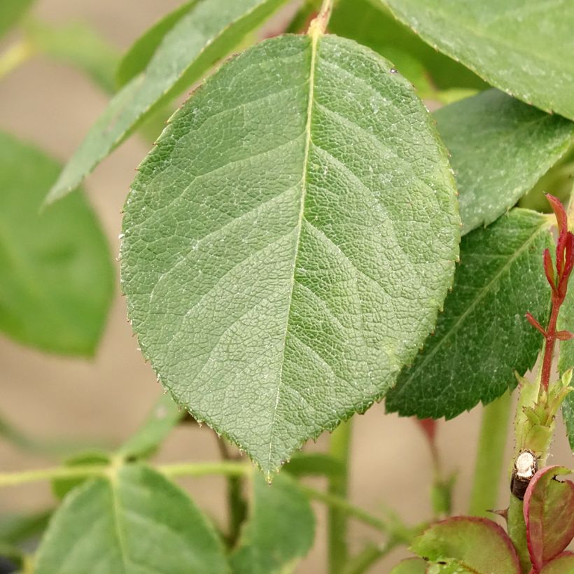 Rosa Love letter - Beetrose (Laub)