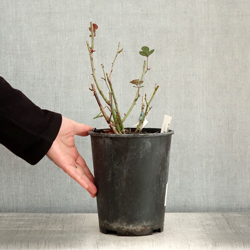 Exemplar von Rosier à fleurs groupées Love letter Pot de 4L/5L wie im Winter geliefert